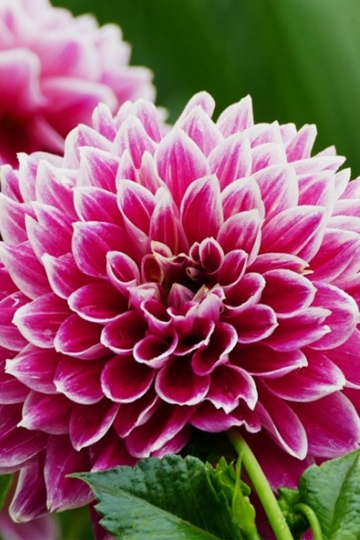 鲜红芬香的大丽花植物图片