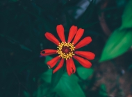 唯美高清红色小花植物花卉壁纸图片