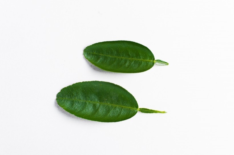 ÿɫֲҶ걾ͼƬȫ