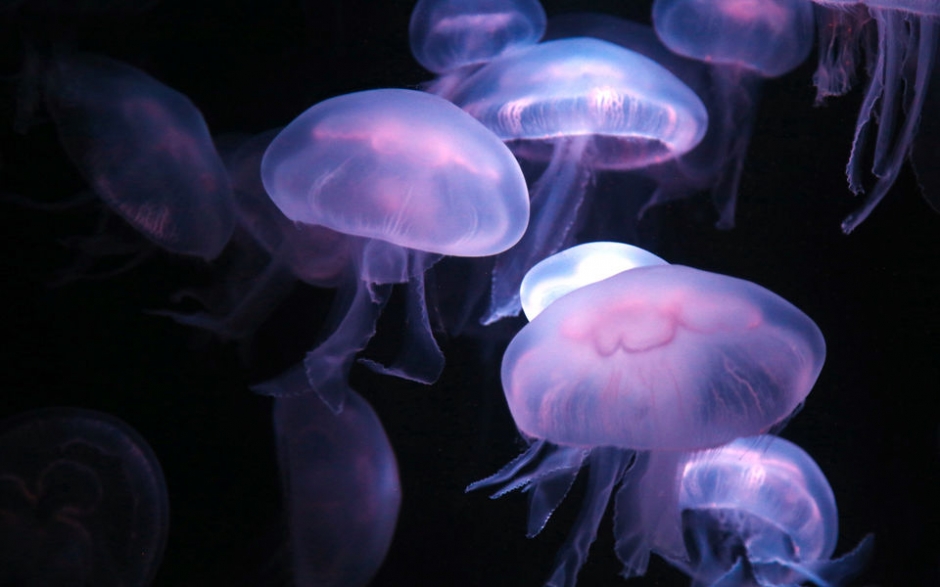 海底世界万色水母精美图片