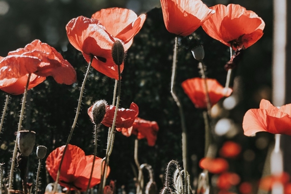 阳光下妖娆鲜艳的罂粟花绝美图片