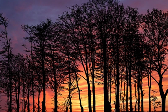 日落黄昏下的树林伤感图片