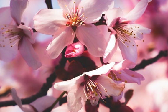 粉嫩唯美高清樱花风景图片