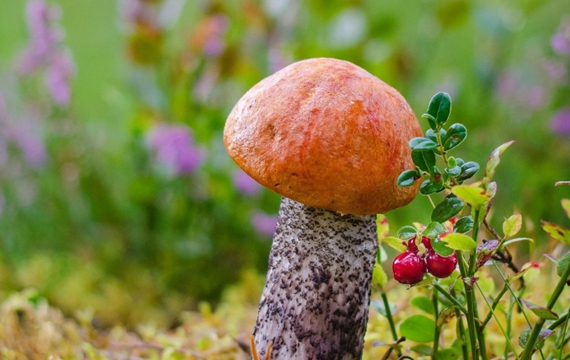 森林里可爱的小蘑菇图片