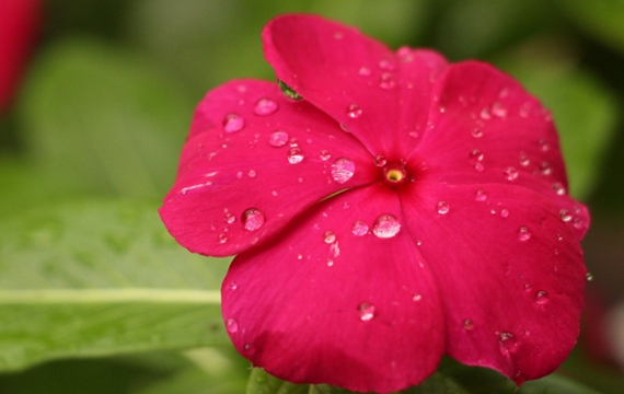 雨后鲜花唯美图片大全