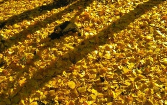 落满地金黄银杏叶深秋景象图片