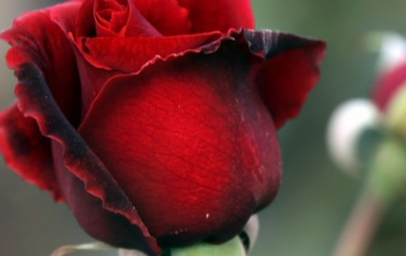 一朵娇艳欲滴的玫瑰花素材图片