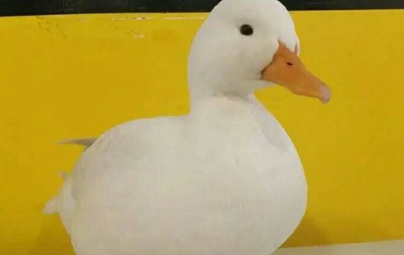 胖胖的可爱白鸭子图片