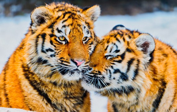 野外拍摄西伯利亚虎霸气威猛图片