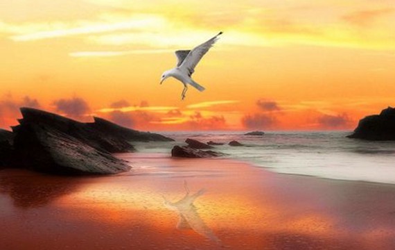 海鸥在大海上高傲的飞翔图片