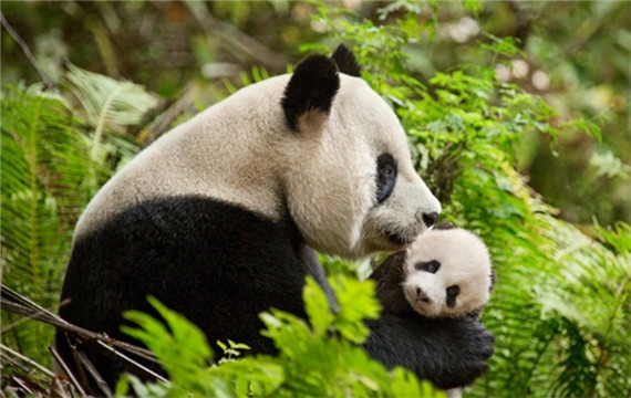 纪录片《我们诞生在中国》熊猫有爱萌趣图片