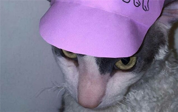 一只搞怪拽拽的戴帽子猫咪图片