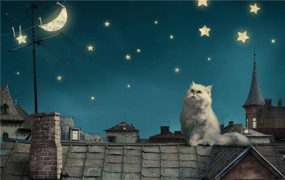 屋顶上的波斯猫梦幻夜景高清电脑桌面壁纸
