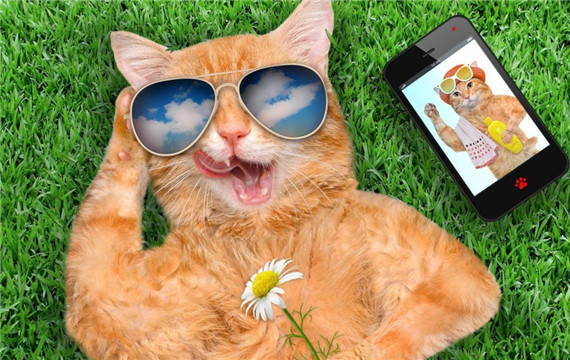 戴着墨镜躺在草地上的猫咪创意图片