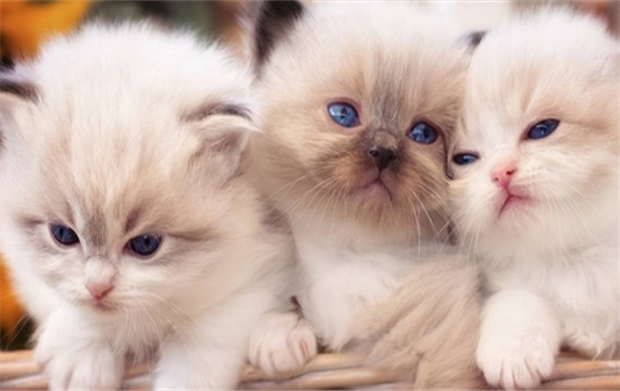 三只好看又可爱的猫咪图片