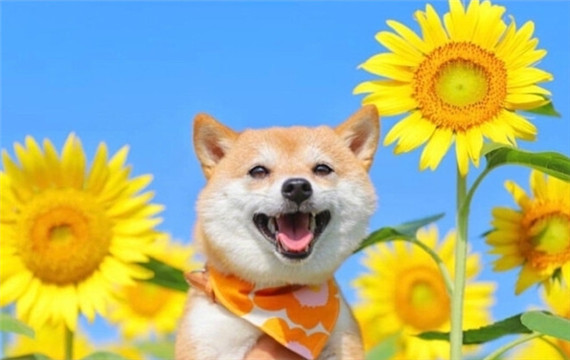 可爱柴犬和向日葵唯美图片大全
