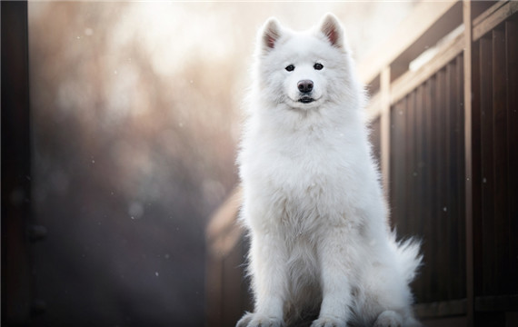 超萌的白色萨摩耶犬图片大全