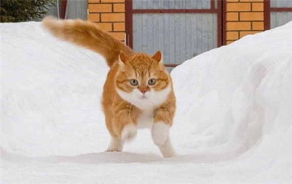 冬天在雪地里玩耍的大胖橘猫咪图片
