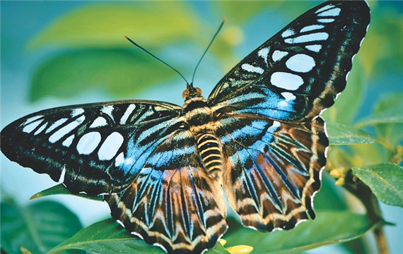 最美丽的蝴蝶动物图片