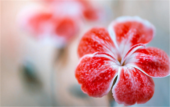 红中带白的唯美花朵图片