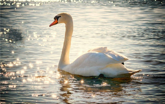 湖面上玩耍的白天鹅动物图片