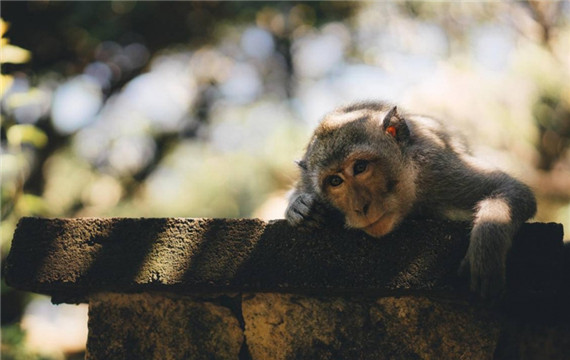 趴在石头上休息的猴子动物图片