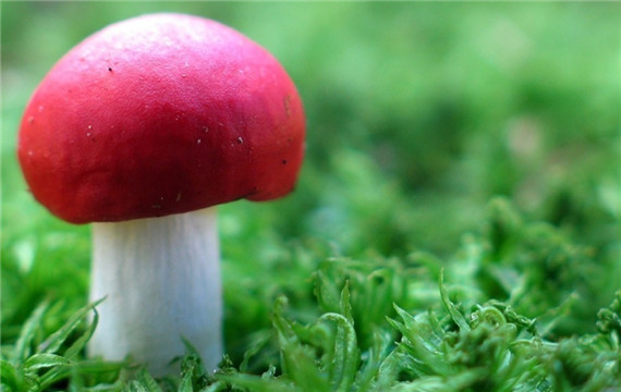 长相漂亮的野生蘑菇图片