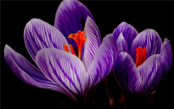 超级漂亮的紫色的花高清大图