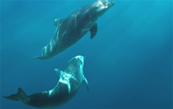 大海中的聪明可爱动物海豚图片