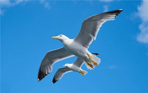 蓝色天空下自由飞翔的海鸥鸟类图片