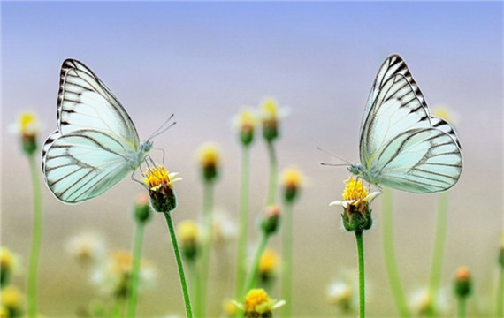 最漂亮的蝴蝶与花朵的图片