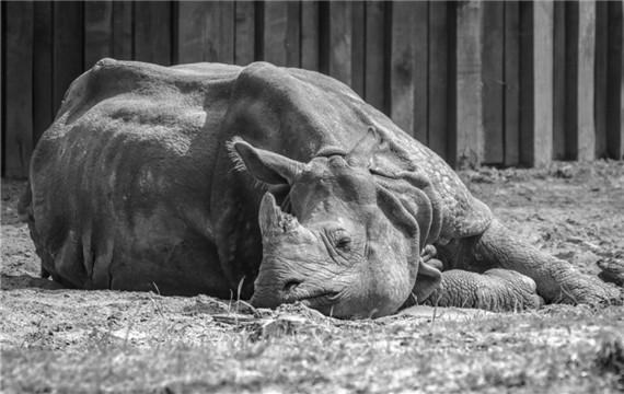 保护动物犀牛黑白图片