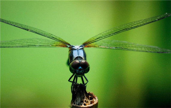 高清蜻蜓迷人昆虫摄影图片