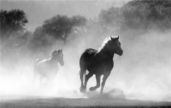 正在奔跑中的马高清帅气图片