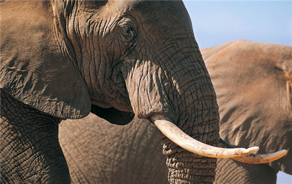 大象的特点 憨厚温顺的大象野生动物图片