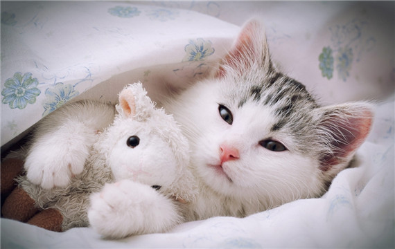 超级可爱的小猫咪动物图片