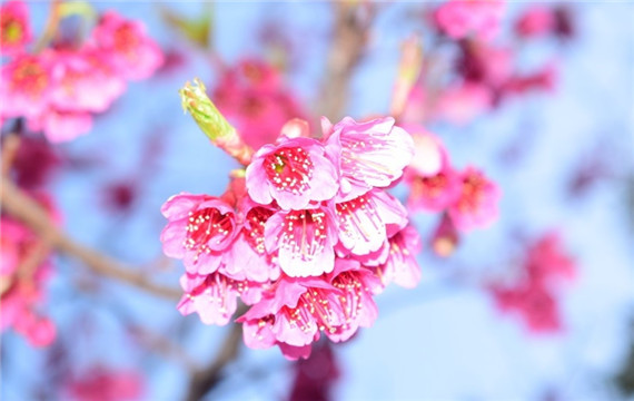 道路两旁的樱花树清新唯美风景摄影图片