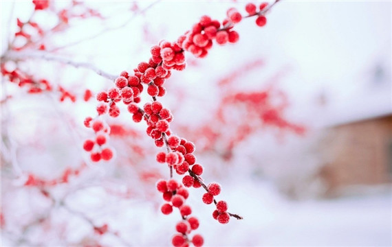 冬天成熟的果实图片唯美风景图