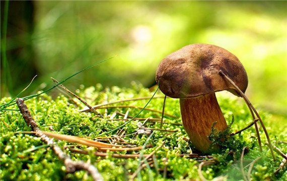 大自然中生长的漂亮蘑菇图片