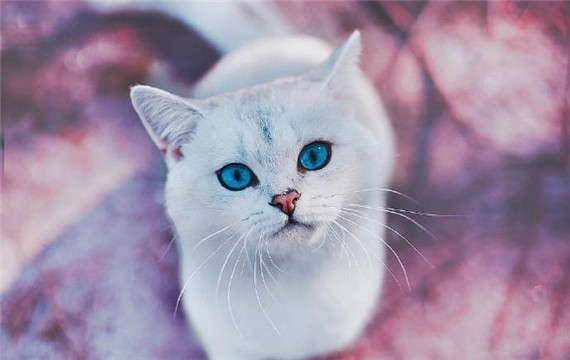 蓝眼小猫咪摄影图宠物创意写真