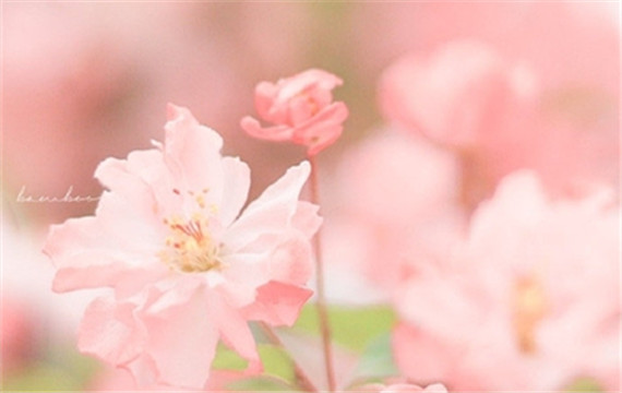 海棠花的养殖方法 娇艳粉嫩的海棠花图片