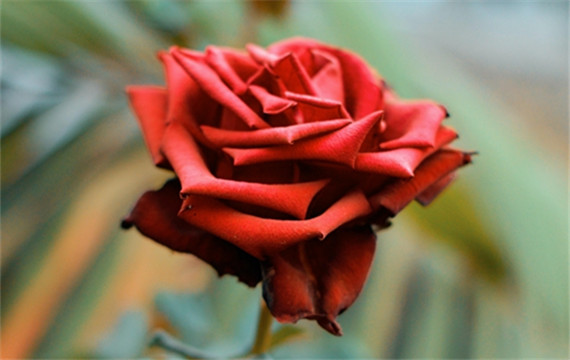 玫瑰花的功效与作用 红色玫瑰花图片