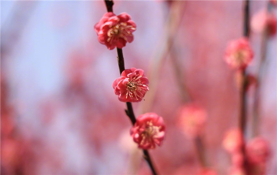娇艳欲滴的红梅唯美高清花卉壁纸