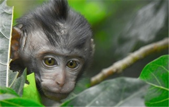 超级可爱猴子图片高清手机竖屏动物壁纸