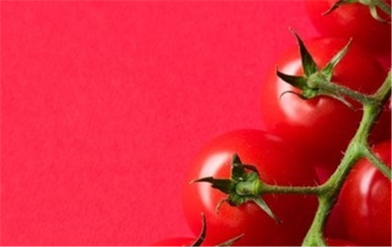 番茄辣椒绿色蔬菜高清手机壁纸
