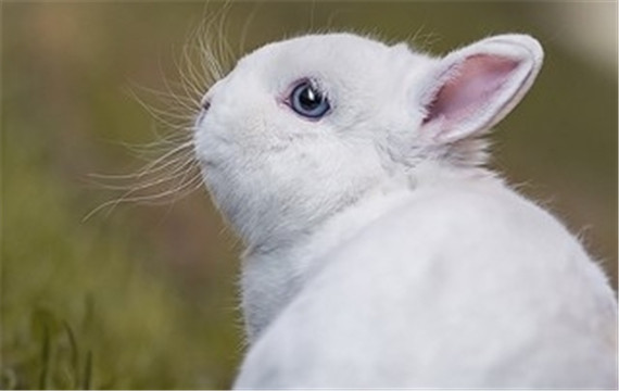 胖嘟嘟的小兔子高清可爱动物图片