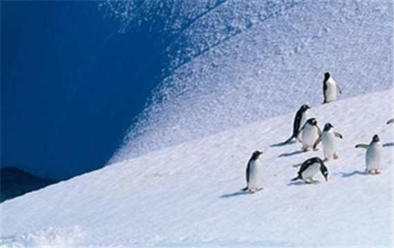 企鹅有膝盖吗 一摇一摆的企鹅动物图片
