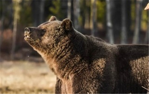 陆地上最大的哺乳动物棕熊生态摄影图片