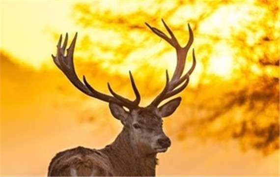 好看的鹿帅气动物唯美风景摄影图片
