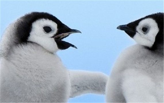 呆萌可爱的动物企鹅高清搞怪图片